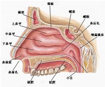 <b>成都耳鼻喉医院鼻炎的症状有哪些？</b>