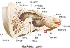 成都耳鼻喉医院要怎么治疗中耳乳突炎？